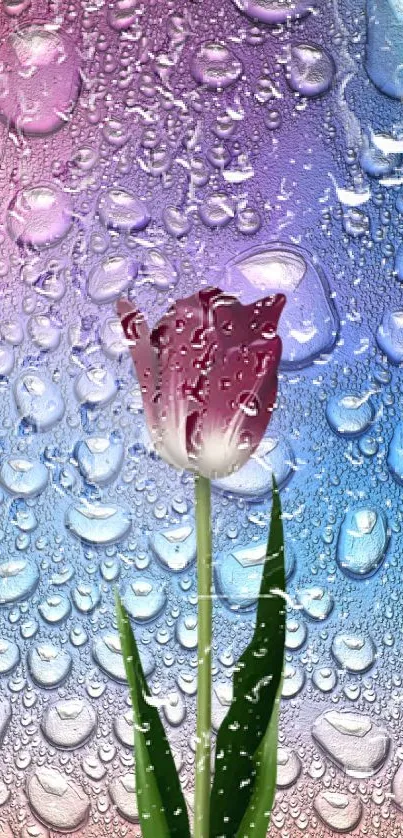 Vibrant purple tulip with raindrop background.