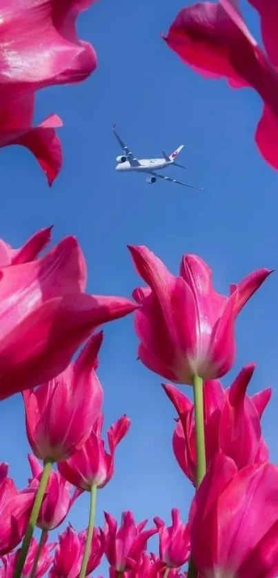 Airplane flying over vibrant pink tulip field.