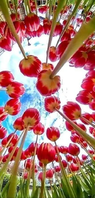 Vibrant tulips reaching toward sky in a stunning mobile view.