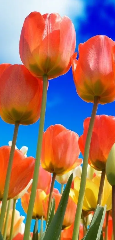 Colorful tulips beneath a vibrant blue sky, perfect for mobile wallpaper.