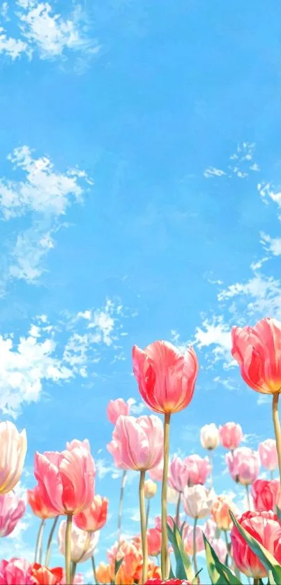 A field of vibrant pink tulips under a bright blue sky with clouds.