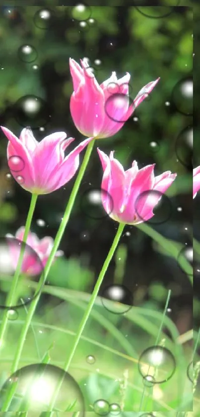 Pink tulips with green background and bubbles mobile wallpaper.