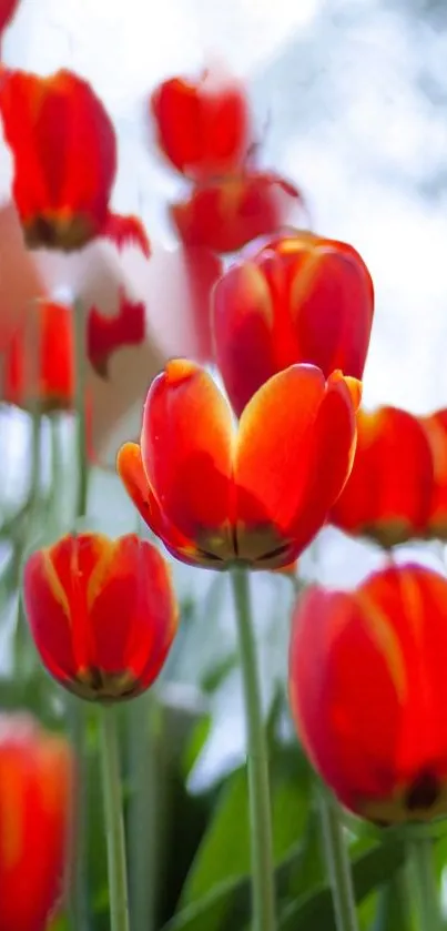 Bright and vibrant red tulips in a spring garden setting.