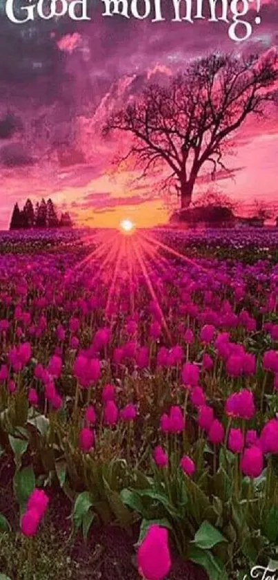 Tulip field glowing under a pink sunrise, with a tree silhouette.