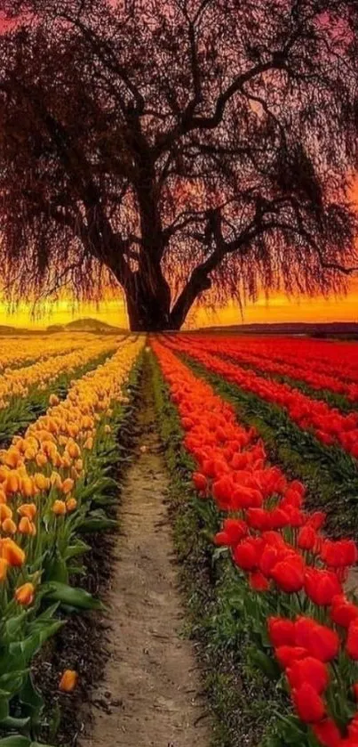 Vibrant tulip field under a fiery sunset sky with a large tree silhouette.