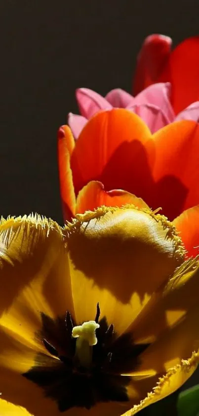 Vibrant yellow, orange, and pink tulips in close-up shot.