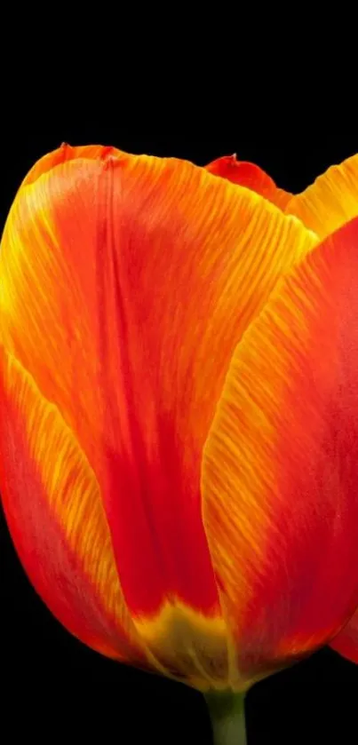 Close-up of a vibrant red tulip with fiery petals on black background.