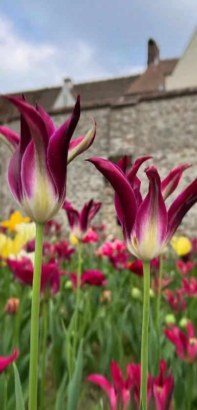 Burgundy tulips in garden by stone wall and rustic house.