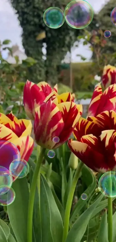 Vibrant tulips with bubbles in a garden setting mobile wallpaper.