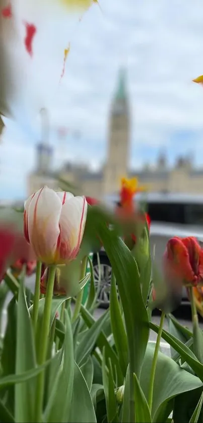 Vibrant tulips with a blurred historic background view.