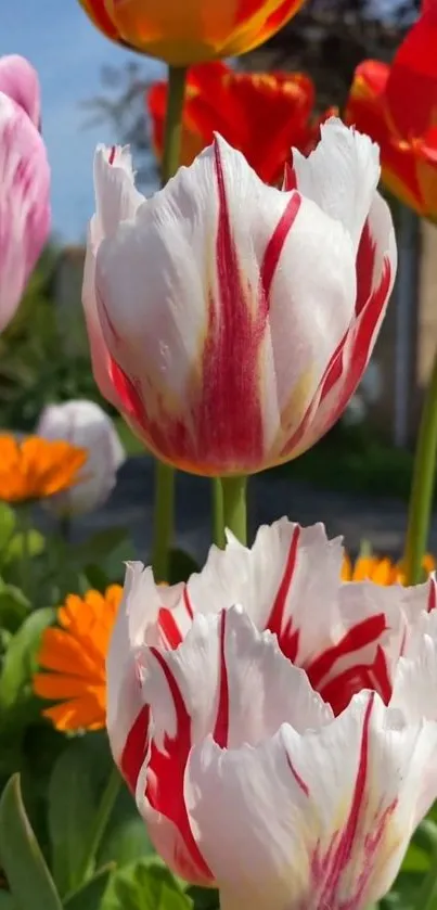 Red and white tulips blooming in a garden.