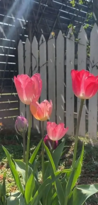 Pink tulips bloom by a white picket fence.