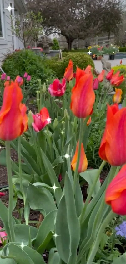 Vibrant orange tulips in bloom along a garden path.