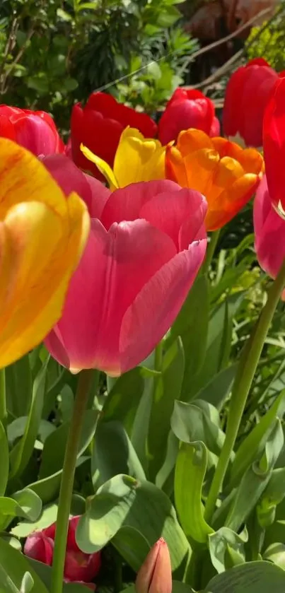 Vibrant tulips in a spring blooming garden wallpaper.