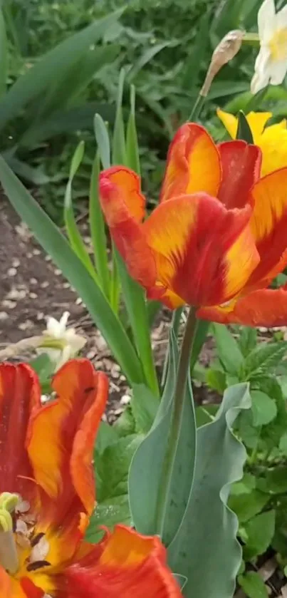 Vibrant red and orange tulips in a lush garden setting for mobile wallpaper.