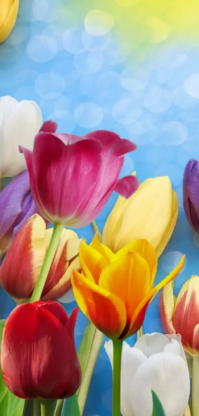 Colorful tulips with a blue sky background, perfect for mobile wallpaper.
