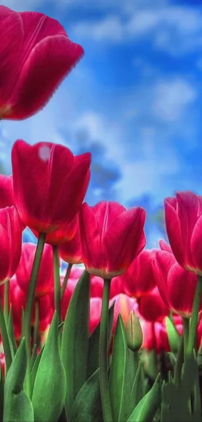 Red tulips in vibrant bloom against a clear blue sky.