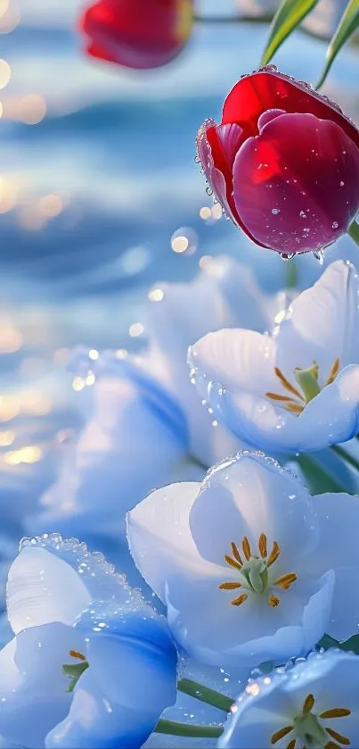 Red and white tulips with dew near water.