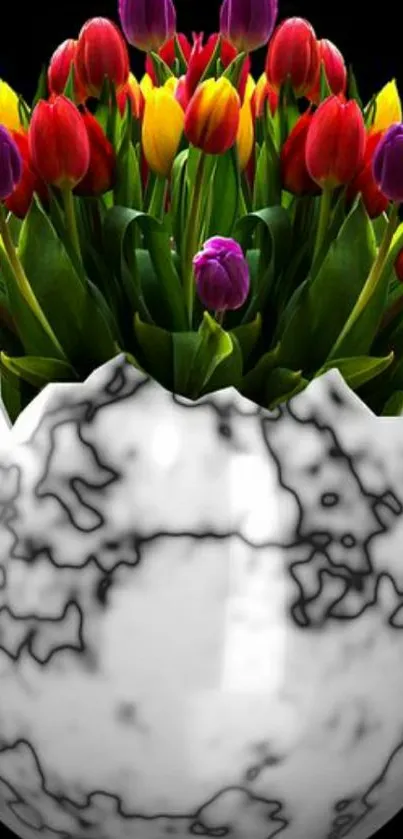 Vibrant tulips in a marble vase on a black background.