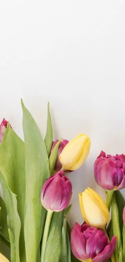 Vibrant tulips in pink and yellow against a white background, perfect for mobile wallpaper.