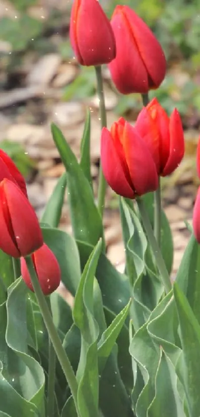 Red tulips in full bloom with lush green leaves.