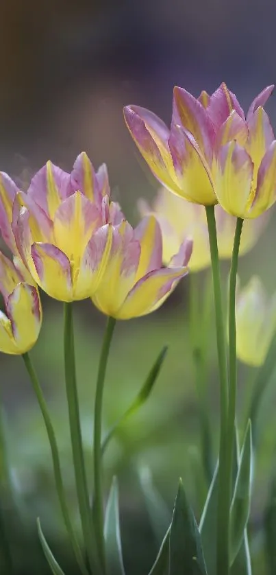 Yellow and pink tulips in natural soft-focus setting.