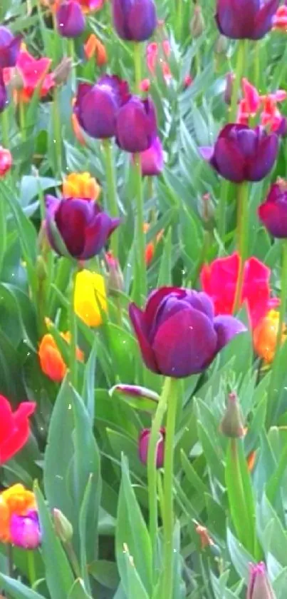 Colorful tulips blooming in a lush garden.