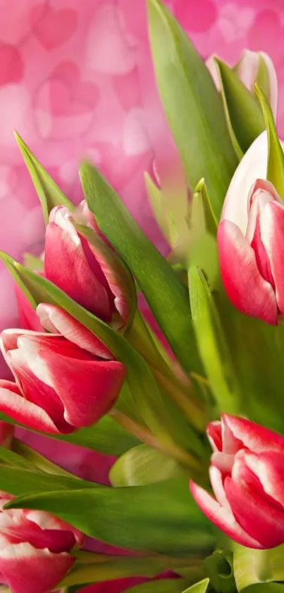 Vibrant tulips against a pink heart background.