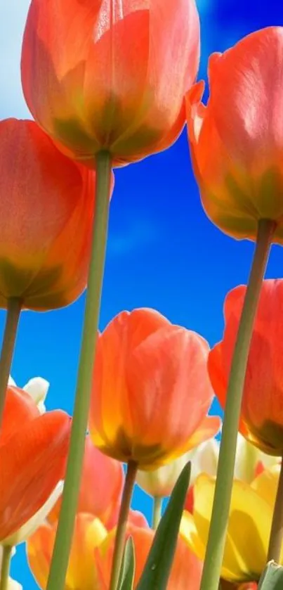 Vibrant orange tulips and clear blue sky phone wallpaper.