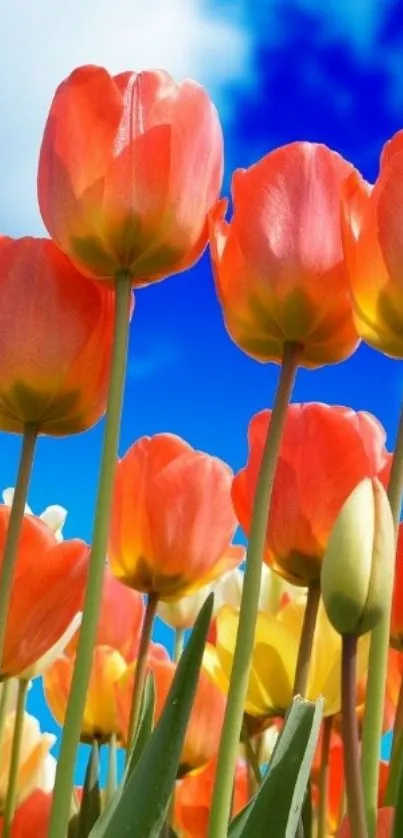 Vibrant tulips against a clear blue sky, creating a stunning mobile wallpaper.