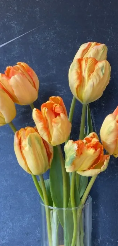 Yellow-orange tulips in a glass vase against navy background.