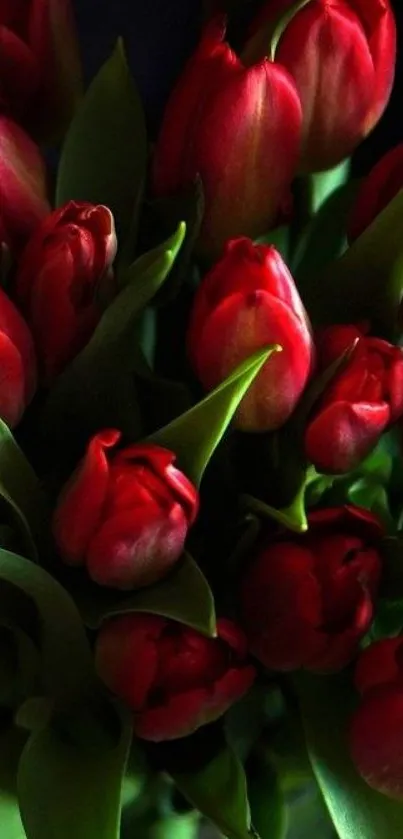 Crimson red tulips with lush green leaves, perfect for mobile wallpaper.