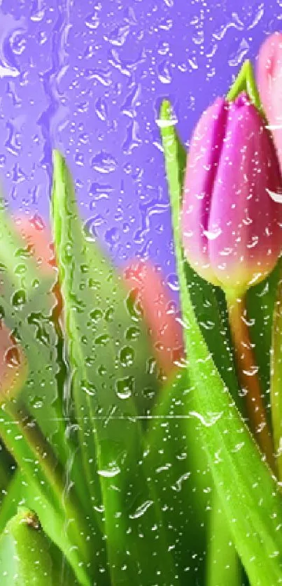Colorful tulips against a vivid purple background creating a vibrant phone wallpaper.