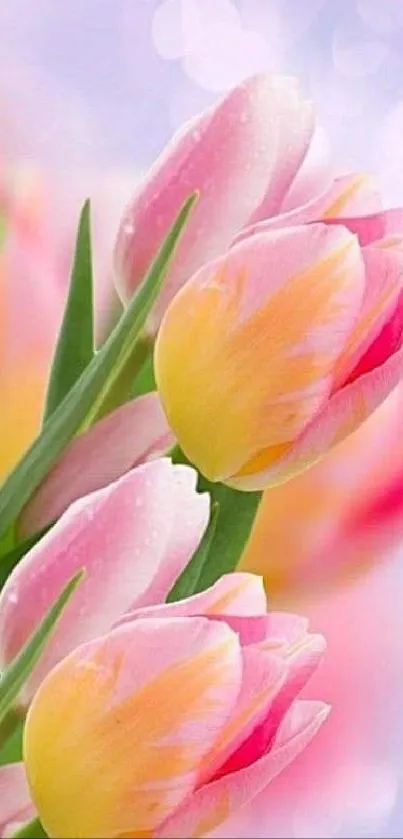 Vibrant pink and yellow tulips with a soft bokeh background.