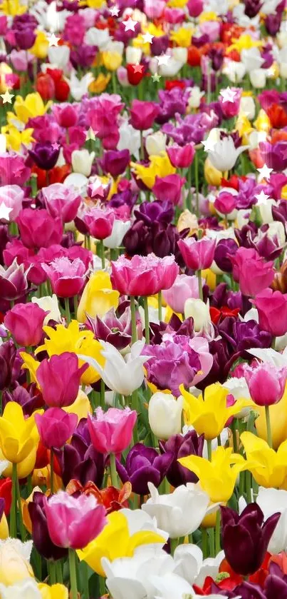 Vibrant tulip field in colorful bloom, perfect for brightening your screen.