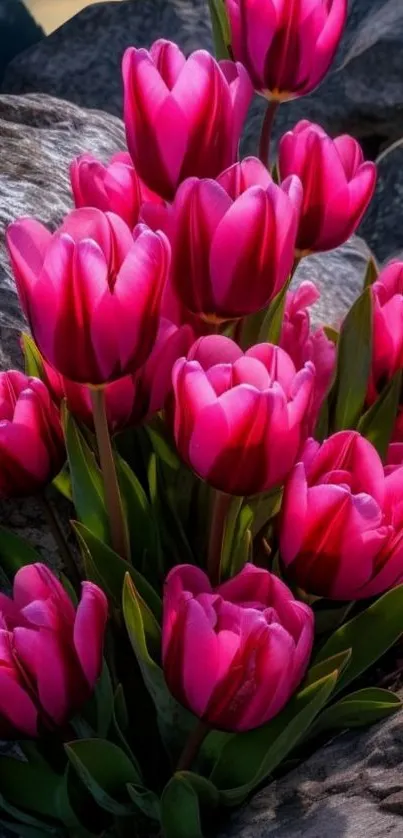 Vibrant pink tulips against rocks.