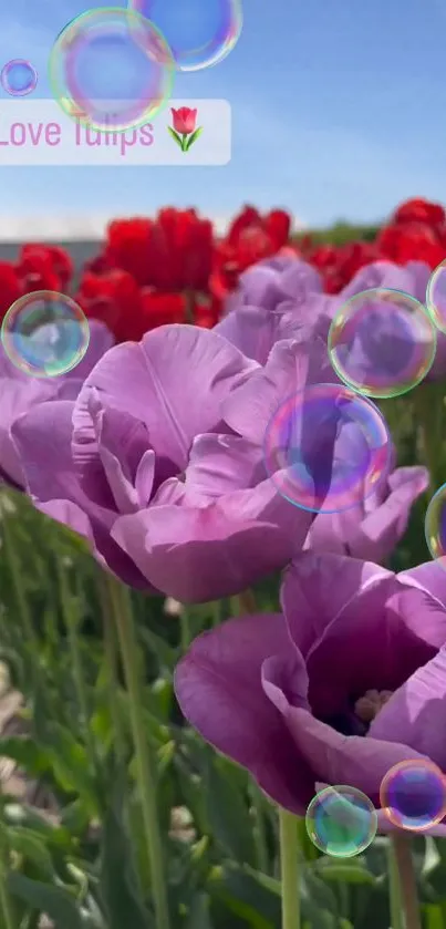 Purple and red tulips with bubbles in a sunny field.