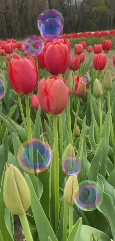 Red tulip field with colorful bubbles floating.