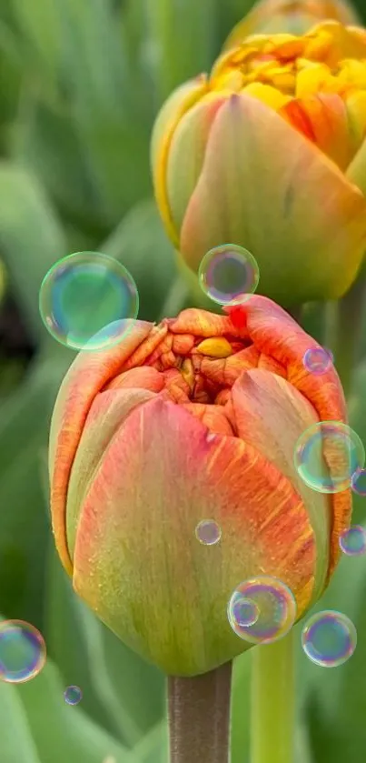 Orange tulips with bubbles over green leaves, vibrant floral wallpaper.