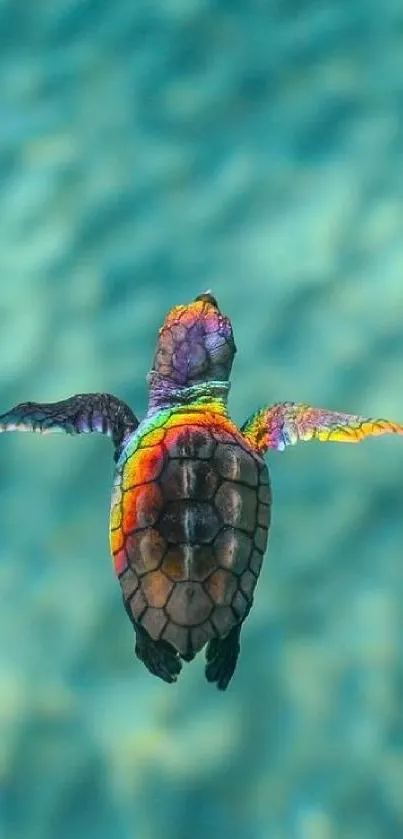 Colorful turtle swimming in blue ocean wallpaper.