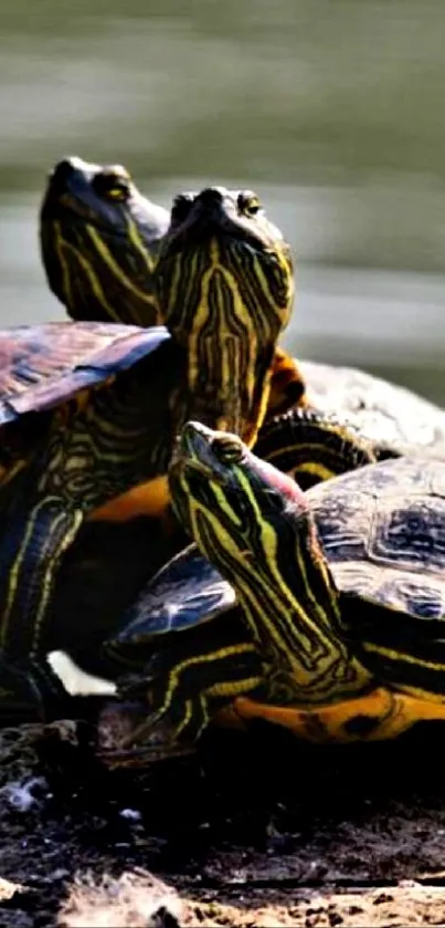 Three turtles basking under sunlight in a tranquil nature setting.