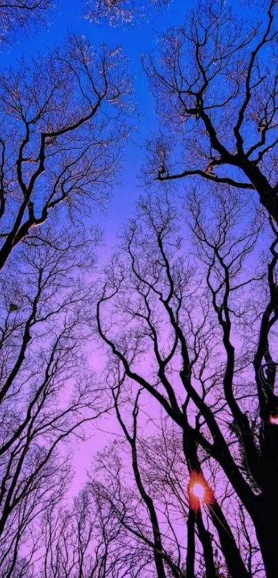 Silhouetted tree canopy with vibrant twilight sky in purple and blue hues.