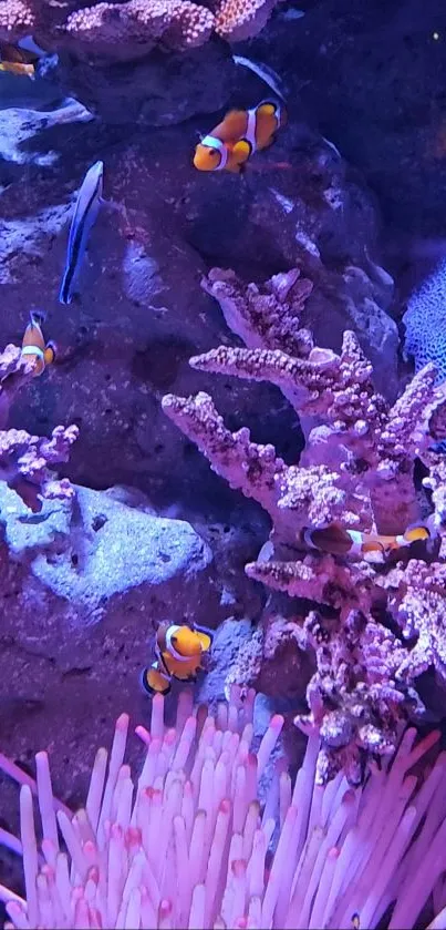 Clownfish swimming in vibrant coral reef with purple hues.