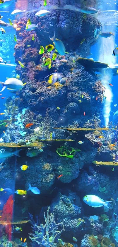 Vibrant underwater aquarium with colorful fish and coral.