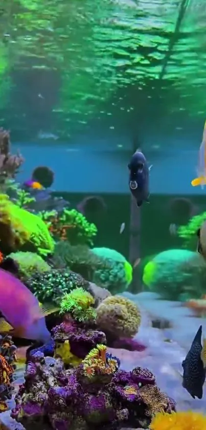 Vibrant underwater aquarium with colorful fish and corals.