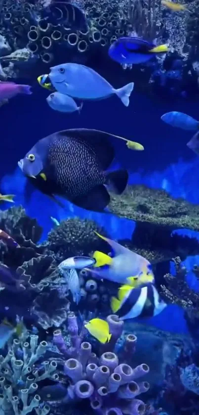 Colorful underwater scene with tropical fish in aquarium.