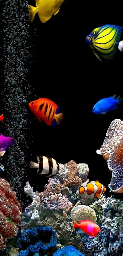 Vibrant aquarium wallpaper with colorful fish.