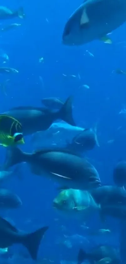 Stunning underwater view with colorful fish swimming in blue ocean.