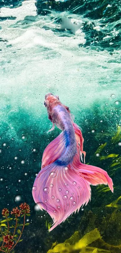 Vibrant pink and blue Betta fish in lush underwater setting.