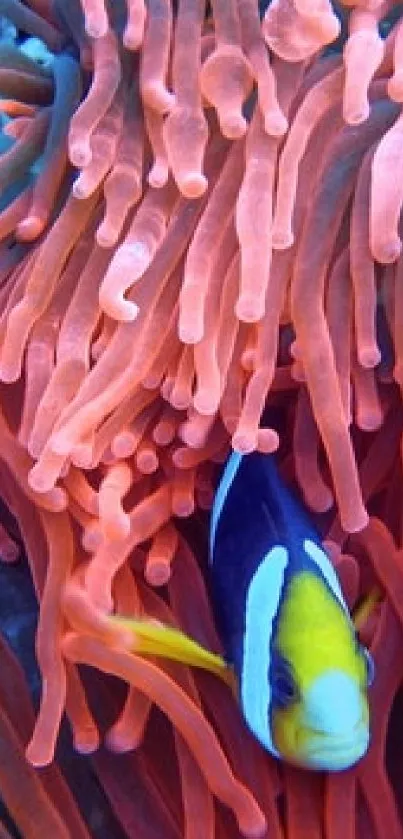 Colorful clownfish nestled in vibrant coral reef underwater.